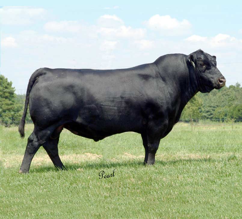 Sire Oak Hollow 7709 of 1318 1118 in a field