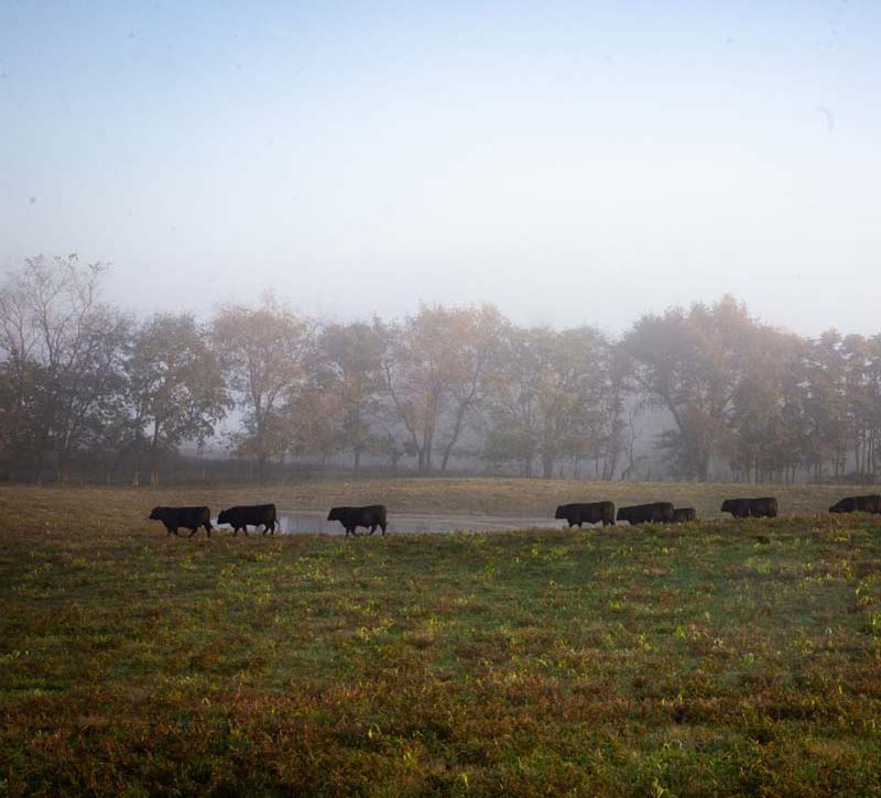 Cows walking by a pond
