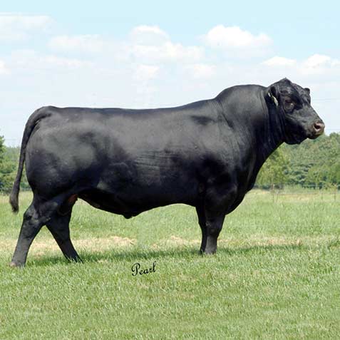 Sire in Field