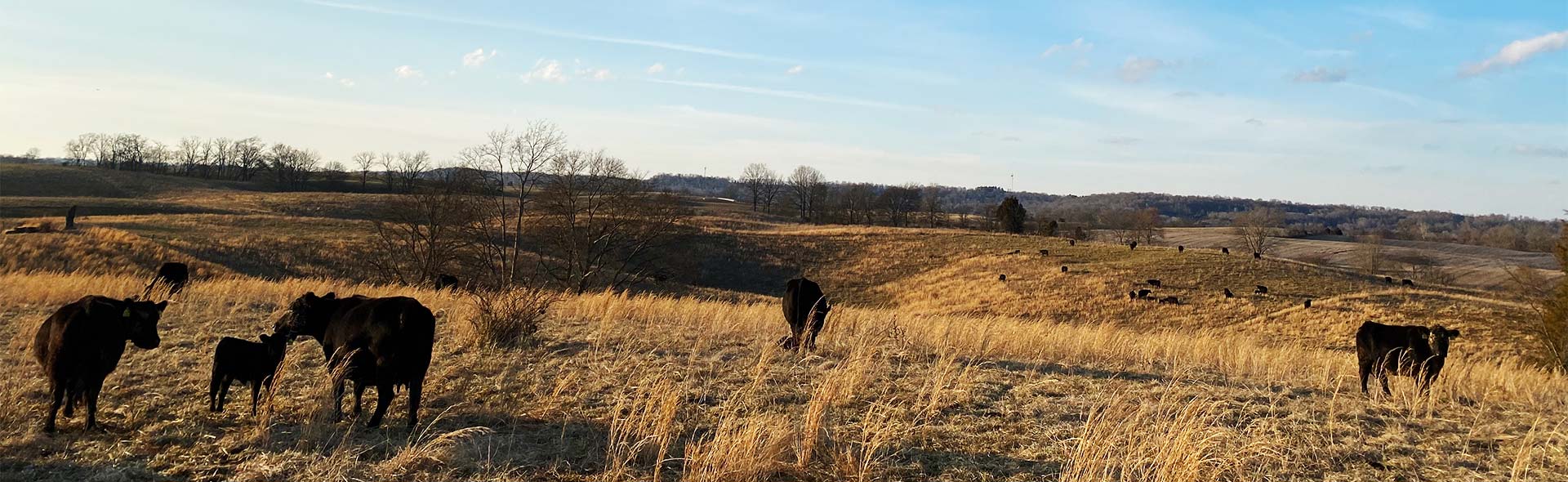 Cows in a field in winter